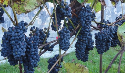 Vineyards - Grapes